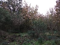 nte Ilice-20110120 071